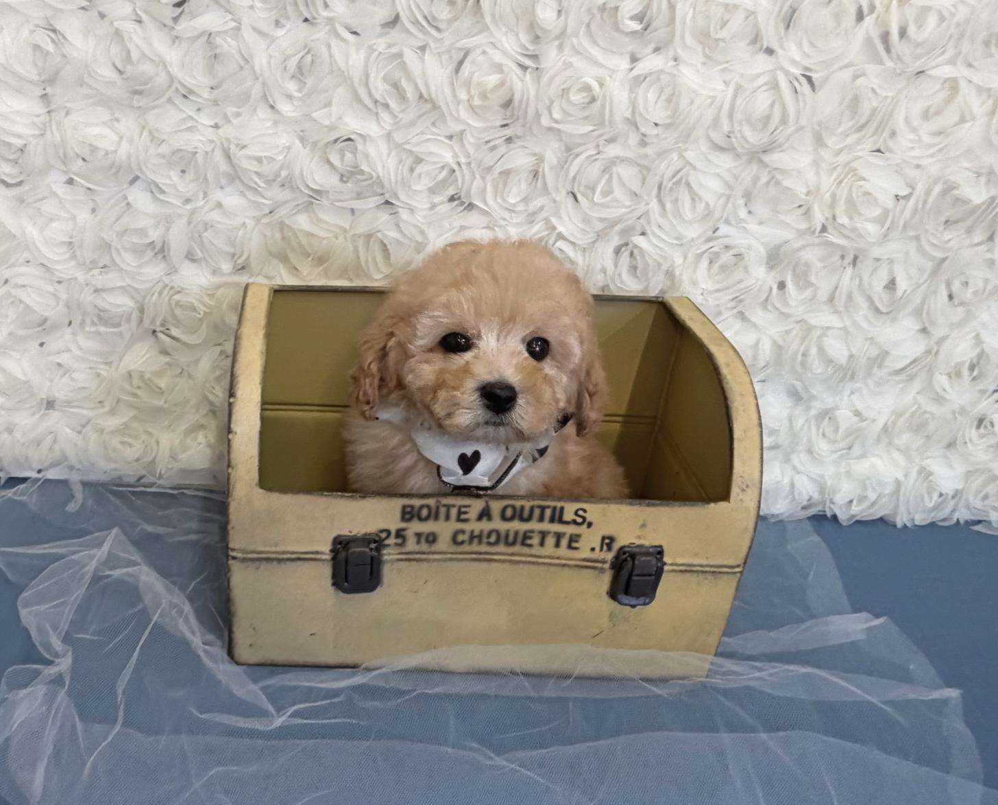 福岡県のトイプードル(タイニー) (ぱぴぷぺっと福岡店/2025年12月5日生まれ/男の子/アプリコット)の子犬の4枚目の画像