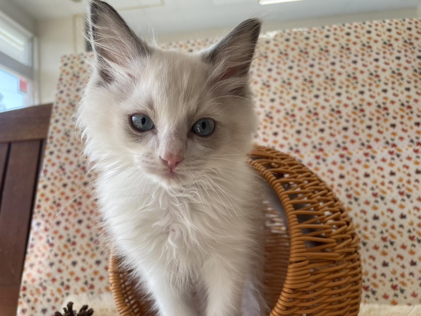 熊本県のラグドール (スタードッグス新熊本店/2025年9月9日生まれ/男の子/ブルーポイントバイカラー)の子猫