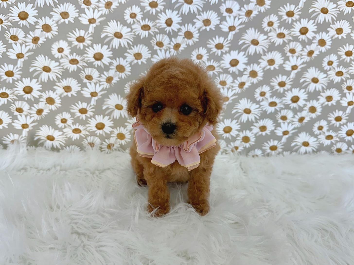 大阪府のトイプードル(タイニー) (ぱぴぷぺっと大阪店/2025年11月6日生まれ/女の子/アプリコット)の子犬