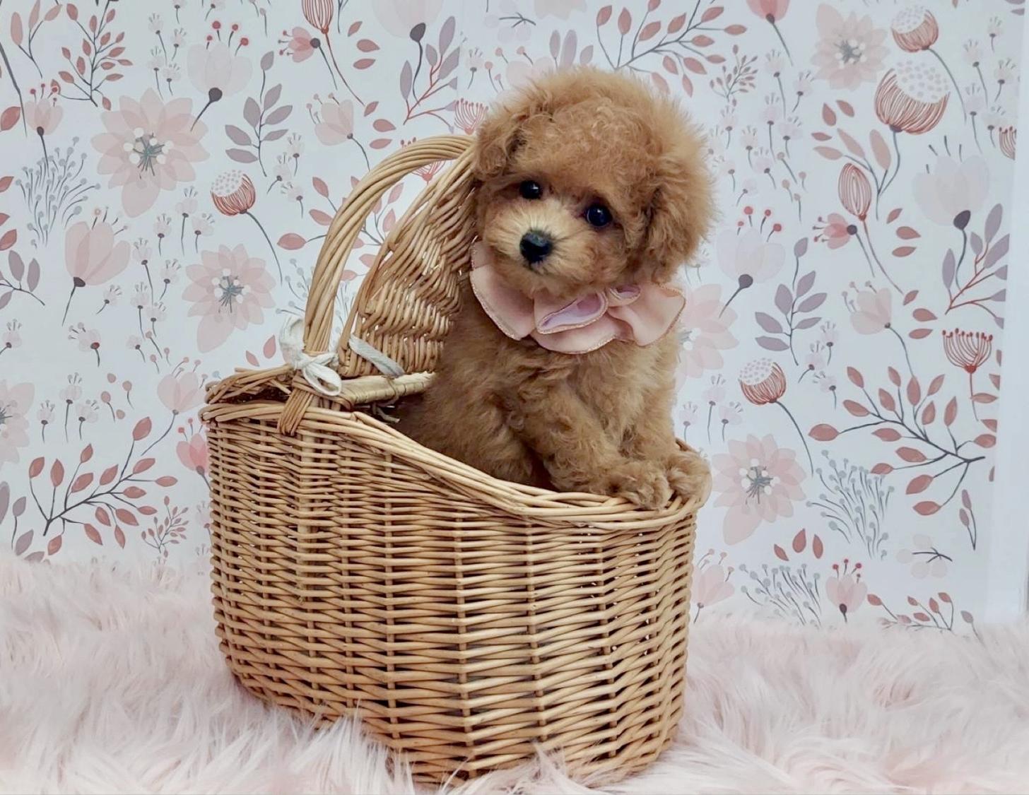 大阪府のトイプードル(タイニー) (ぱぴぷぺっと大阪店/2025年11月6日生まれ/女の子/アプリコット)の子犬