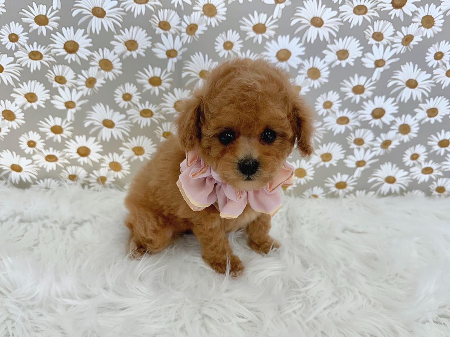 大阪府のトイプードル(タイニー) (ぱぴぷぺっと大阪店/2025年11月6日生まれ/女の子/アプリコット)の子犬の2枚目の画像