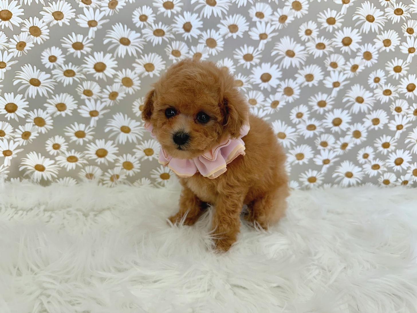 大阪府のトイプードル(タイニー) (ぱぴぷぺっと大阪店/2025年11月6日生まれ/女の子/アプリコット)の子犬の3枚目の画像