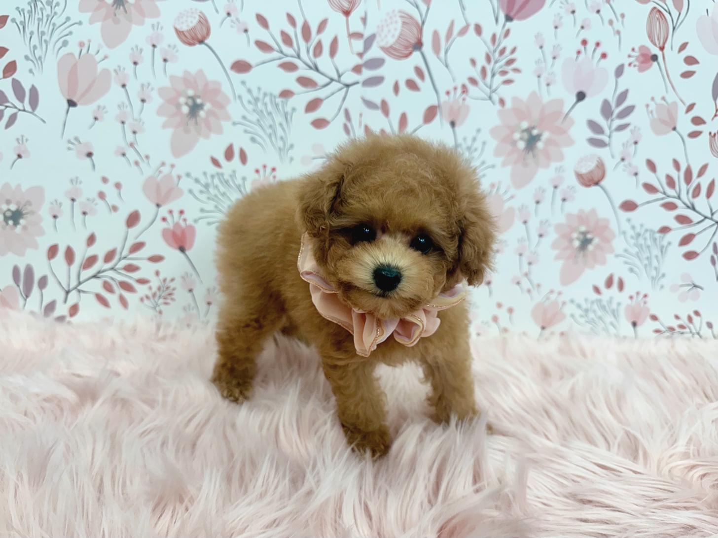 大阪府のトイプードル(タイニー) (ぱぴぷぺっと大阪店/2025年11月6日生まれ/女の子/アプリコット)の子犬の3枚目の画像