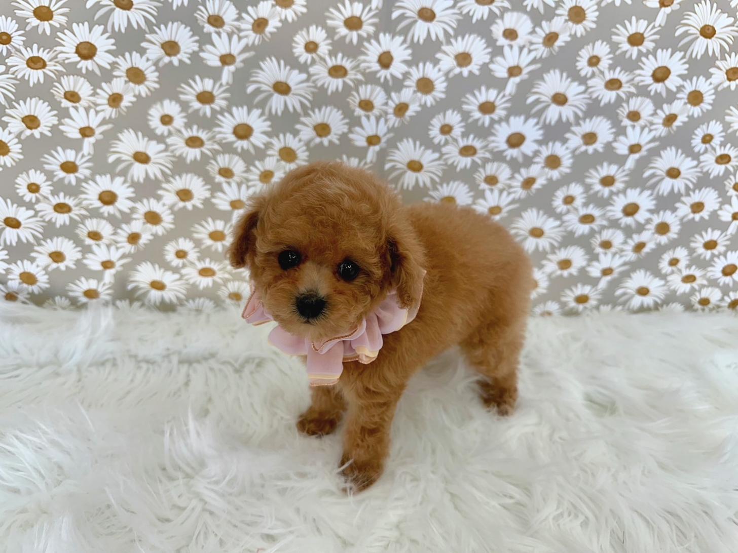 大阪府のトイプードル(タイニー) (ぱぴぷぺっと大阪店/2025年11月6日生まれ/女の子/アプリコット)の子犬の4枚目の画像