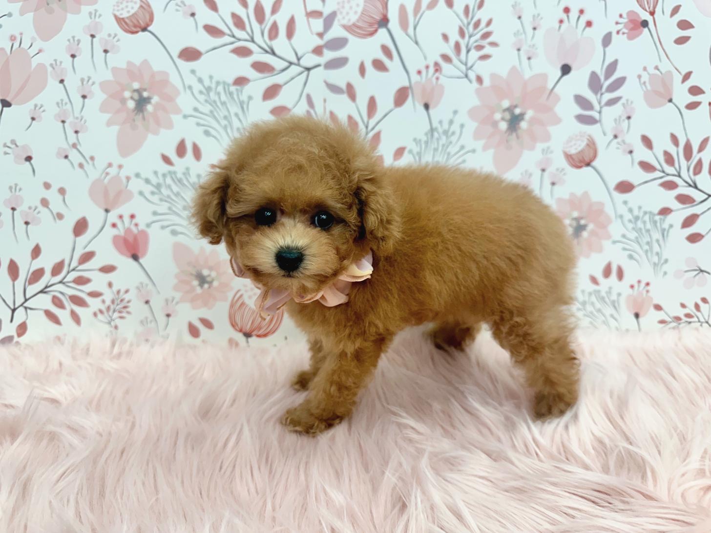 大阪府のトイプードル(タイニー) (ぱぴぷぺっと大阪店/2025年11月6日生まれ/女の子/アプリコット)の子犬の4枚目の画像