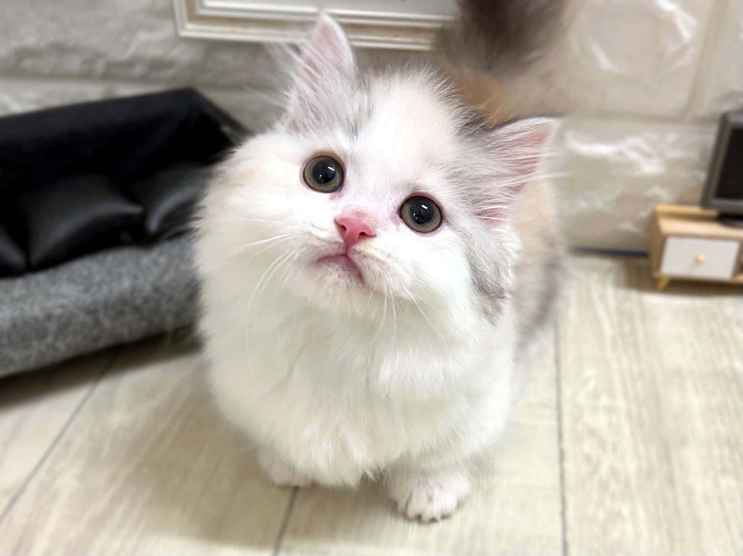 和歌山県のミヌエット (DOGMAN和歌山中之島店/2025年11月4日生まれ/女の子/ダイリュートキャリコ)の子猫の2枚目の画像