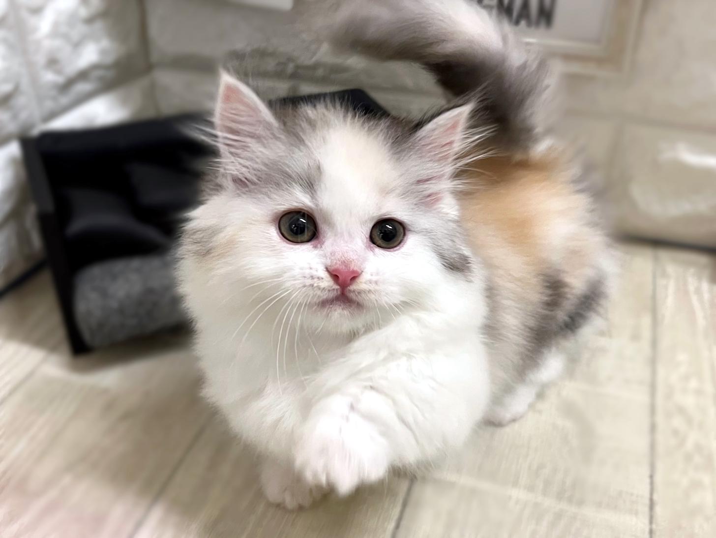 和歌山県のミヌエット (DOGMAN和歌山中之島店/2025年11月4日生まれ/女の子/ダイリュートキャリコ)の子猫の3枚目の画像