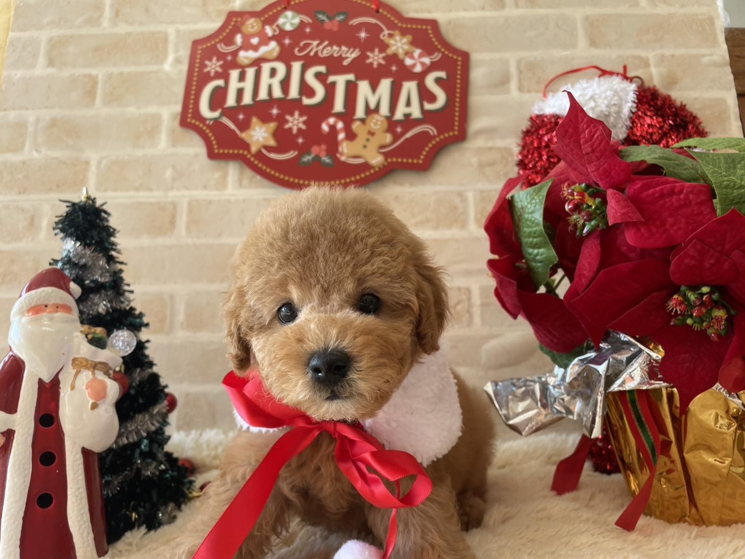 佐賀県のトイプードル(トイ) (スタードッグス新鳥栖店/2025年9月17日生まれ/男の子/アプリコット)の子犬の1枚目の画像