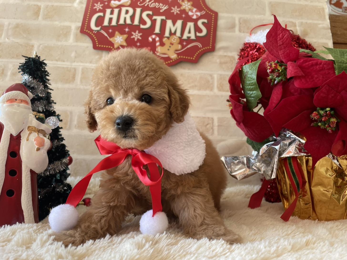 佐賀県のトイプードル(トイ) (スタードッグス新鳥栖店/2025年9月17日生まれ/男の子/アプリコット)の子犬の2枚目の画像