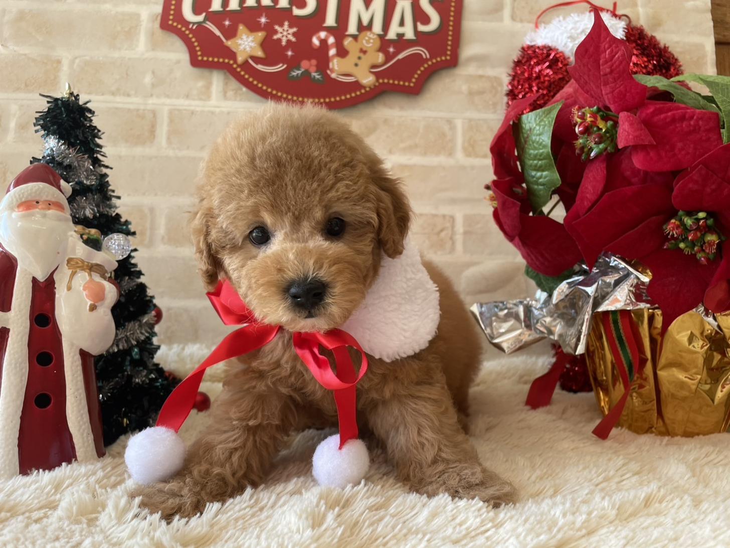 佐賀県のトイプードル(トイ) (スタードッグス新鳥栖店/2025年9月17日生まれ/男の子/アプリコット)の子犬の3枚目の画像