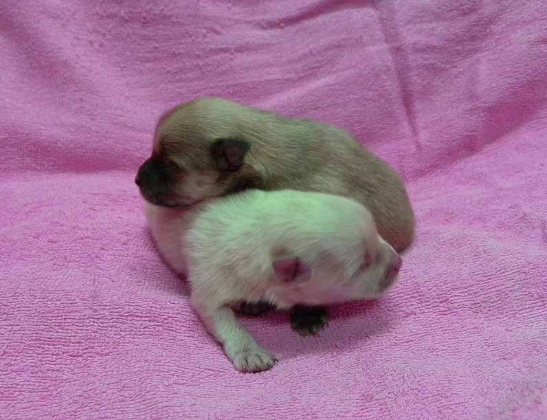 群馬県のポメラニアン (ペットハウステレサ/2025年11月21日生まれ/女の子/クリーム)の子犬の1枚目の画像