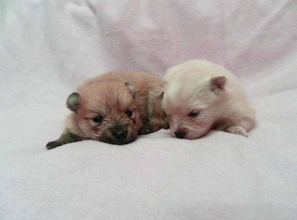 群馬県のポメラニアン (ペットハウステレサ/2025年11月21日生まれ/女の子/クリーム)の子犬の1枚目の画像