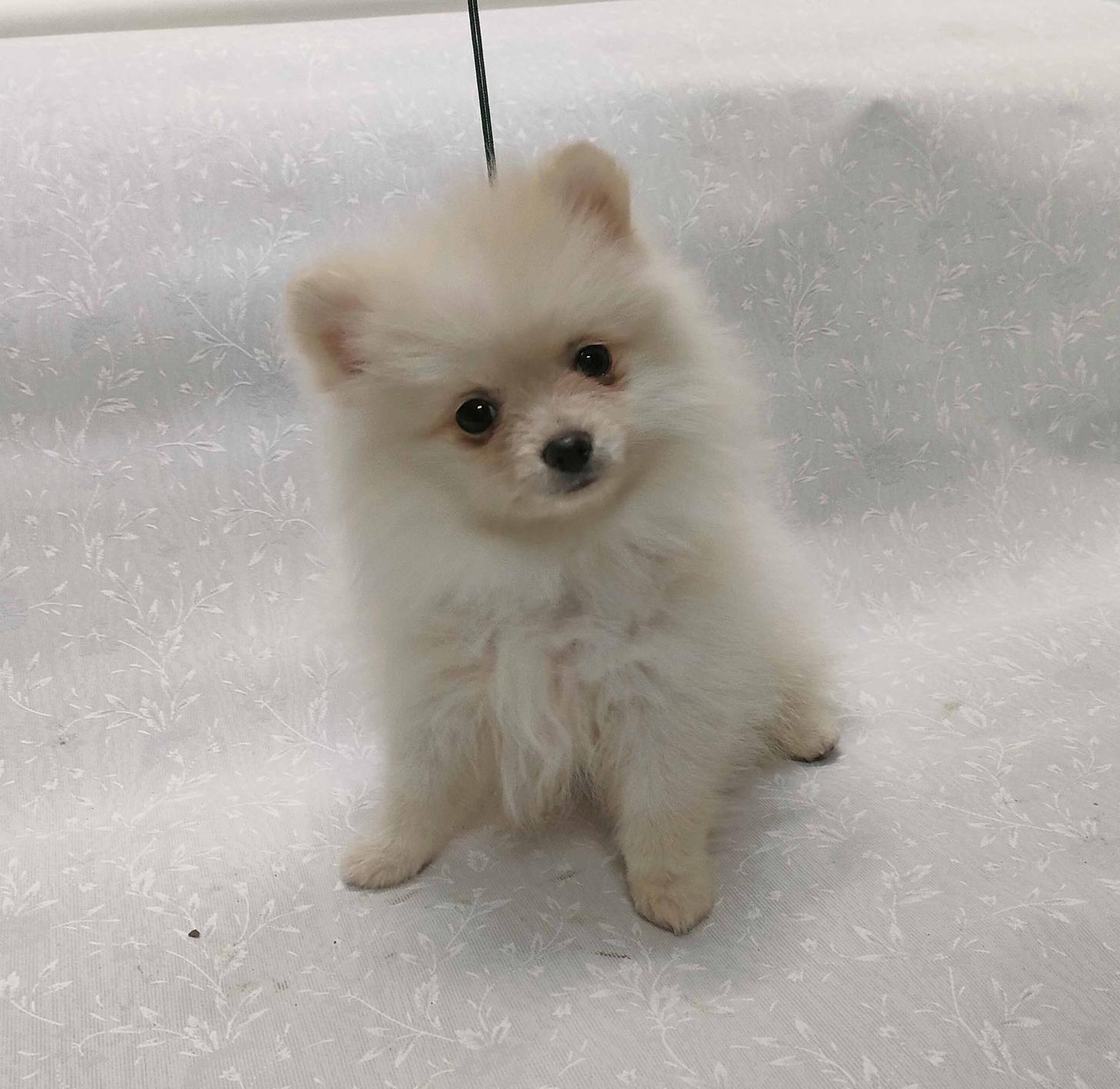 群馬県のポメラニアン (ペットハウステレサ/2025年11月21日生まれ/女の子/クリーム)の子犬の1枚目の画像