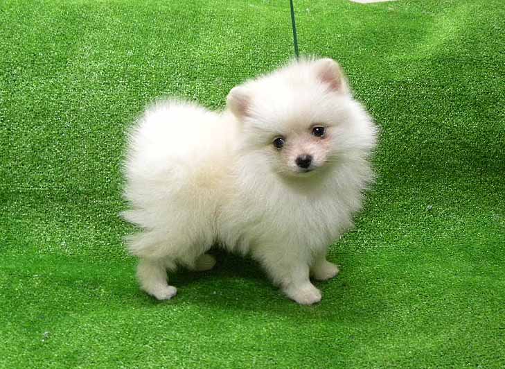 群馬県のポメラニアン (ペットハウステレサ/2025年11月21日生まれ/女の子/クリーム)の子犬の1枚目の画像