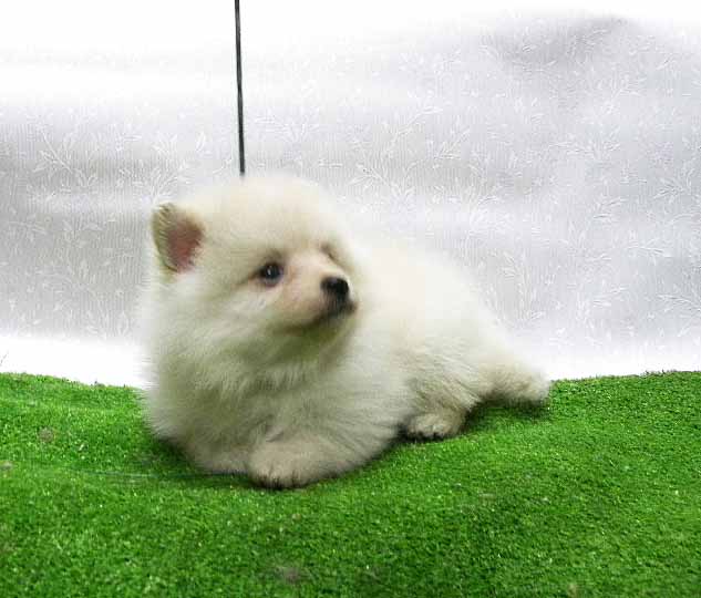 群馬県のポメラニアン (ペットハウステレサ/2025年11月21日生まれ/女の子/クリーム)の子犬の1枚目の画像