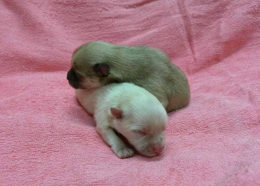 群馬県のポメラニアン (ペットハウステレサ/2025年11月21日生まれ/女の子/クリーム)の子犬の2枚目の画像