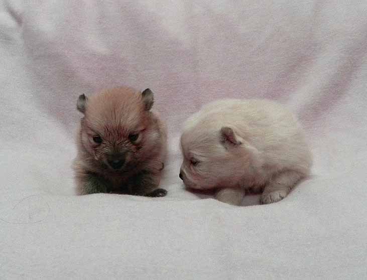 群馬県のポメラニアン (ペットハウステレサ/2025年11月21日生まれ/女の子/クリーム)の子犬の2枚目の画像