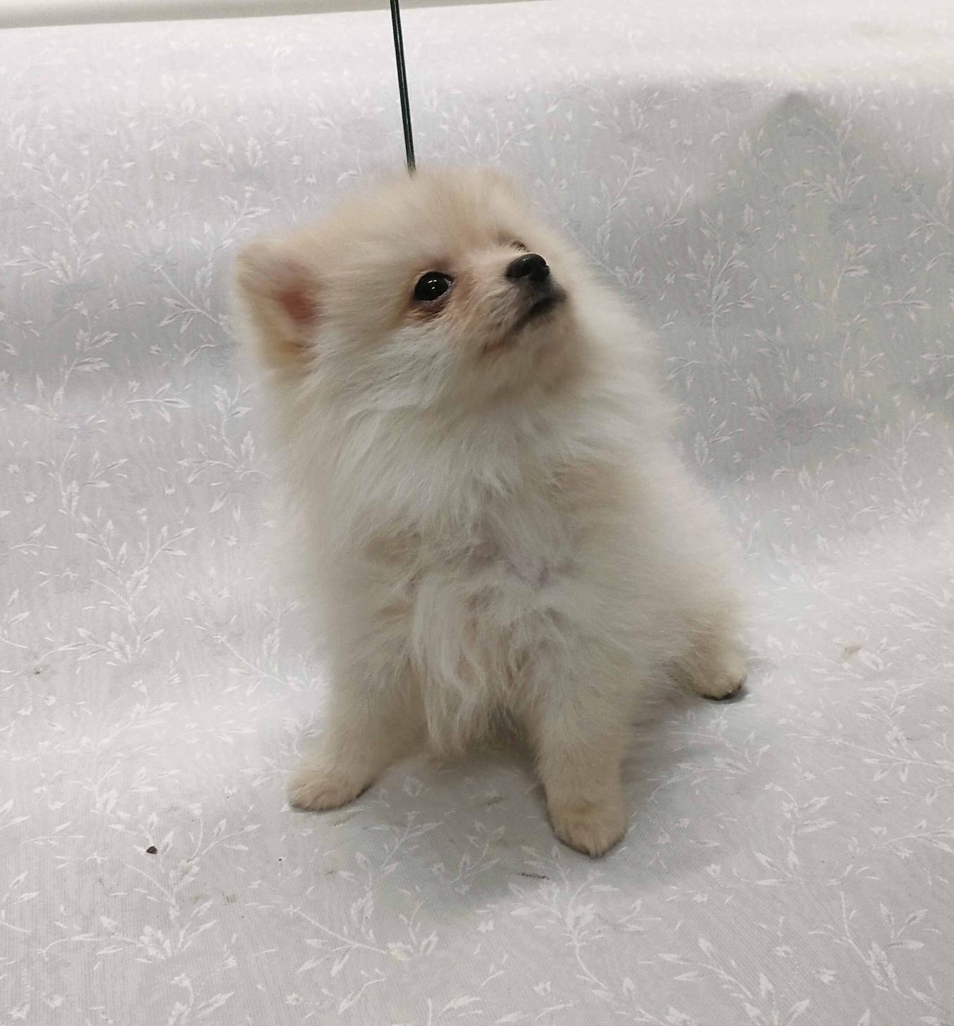 群馬県のポメラニアン (ペットハウステレサ/2025年11月21日生まれ/女の子/クリーム)の子犬の2枚目の画像