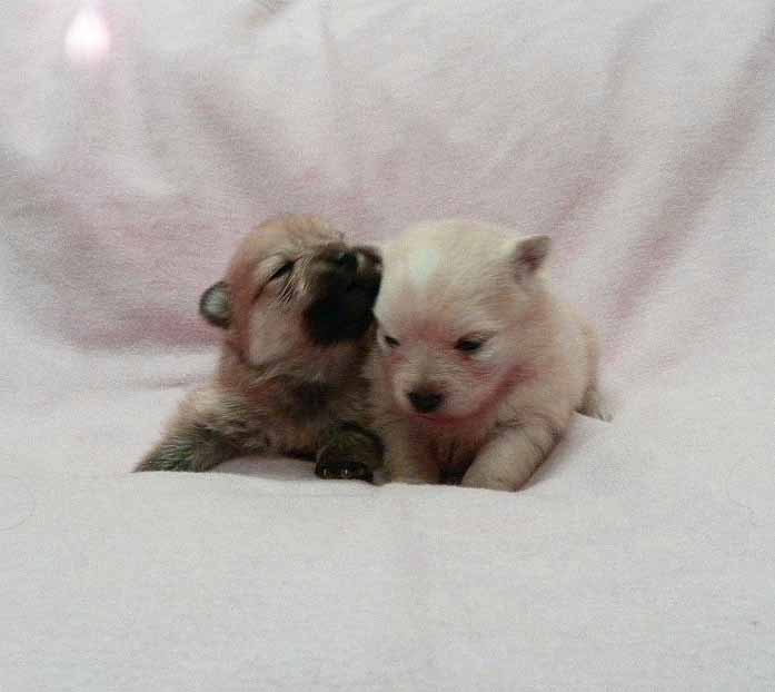 群馬県のポメラニアン (ペットハウステレサ/2025年11月21日生まれ/女の子/クリーム)の子犬の3枚目の画像
