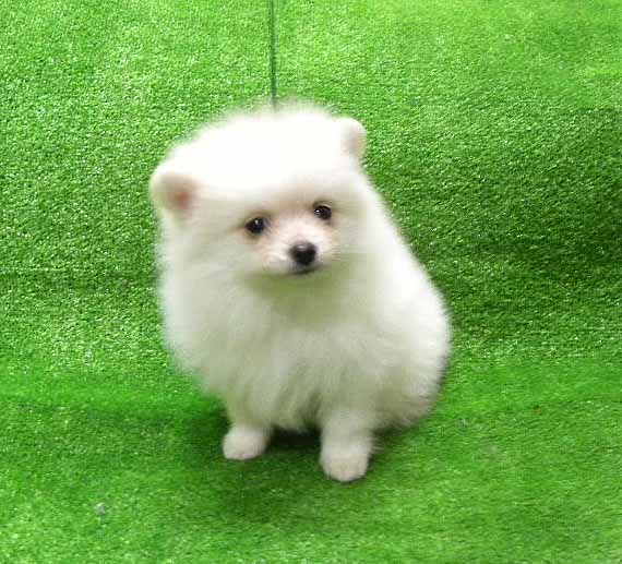 群馬県のポメラニアン (ペットハウステレサ/2025年11月21日生まれ/女の子/クリーム)の子犬の3枚目の画像