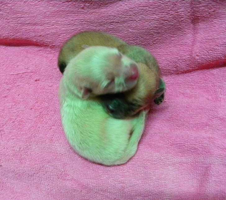 群馬県のポメラニアン (ペットハウステレサ/2025年11月21日生まれ/女の子/クリーム)の子犬の3枚目の画像