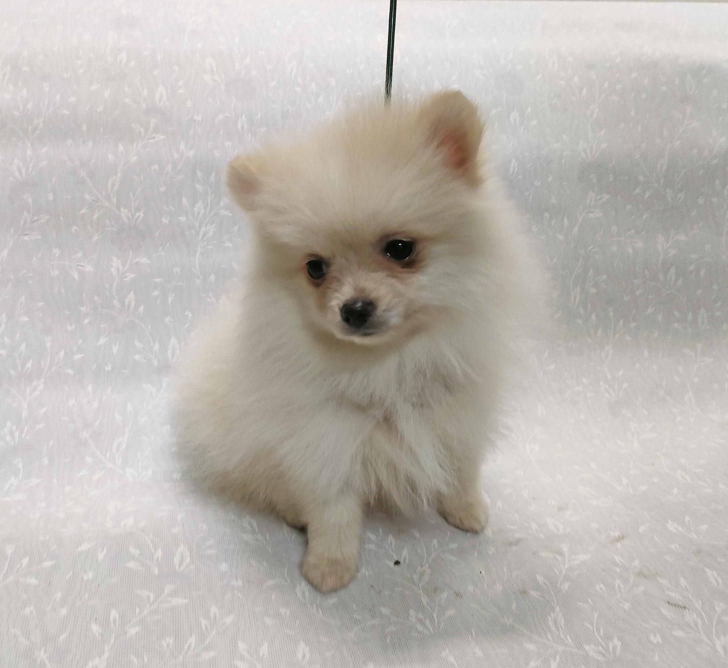 群馬県のポメラニアン (ペットハウステレサ/2025年11月21日生まれ/女の子/クリーム)の子犬の3枚目の画像