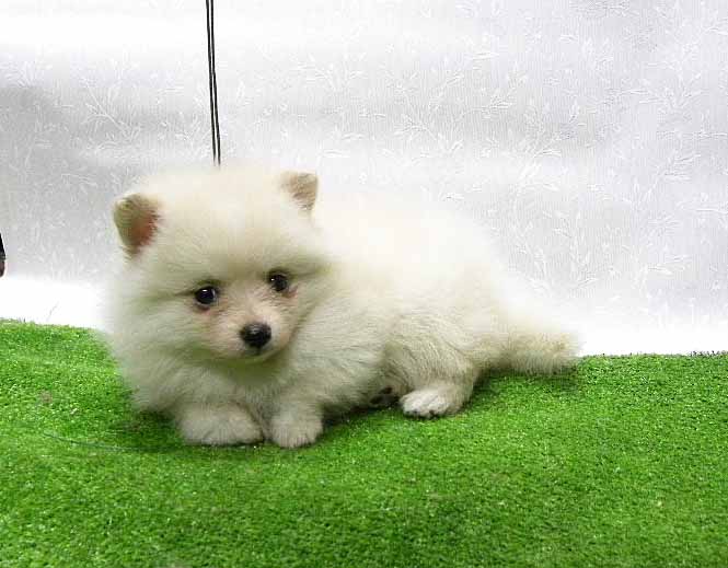 群馬県のポメラニアン (ペットハウステレサ/2025年11月21日生まれ/女の子/クリーム)の子犬の3枚目の画像
