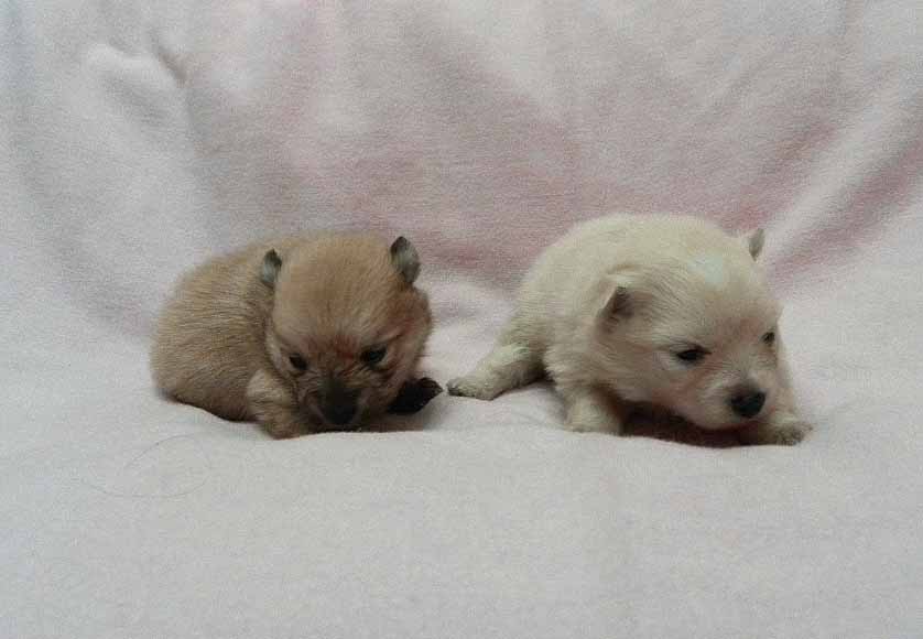 群馬県のポメラニアン (ペットハウステレサ/2025年11月21日生まれ/女の子/クリーム)の子犬の4枚目の画像