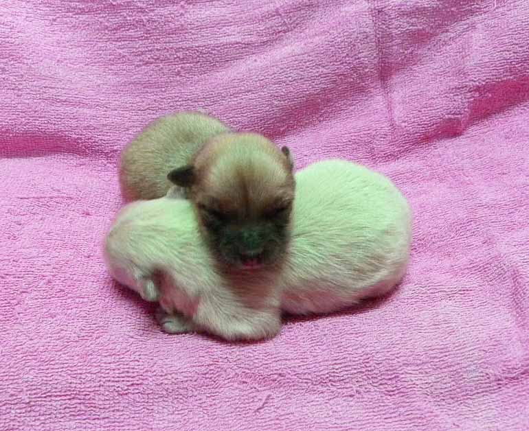 群馬県のポメラニアン (ペットハウステレサ/2025年11月21日生まれ/女の子/クリーム)の子犬の4枚目の画像