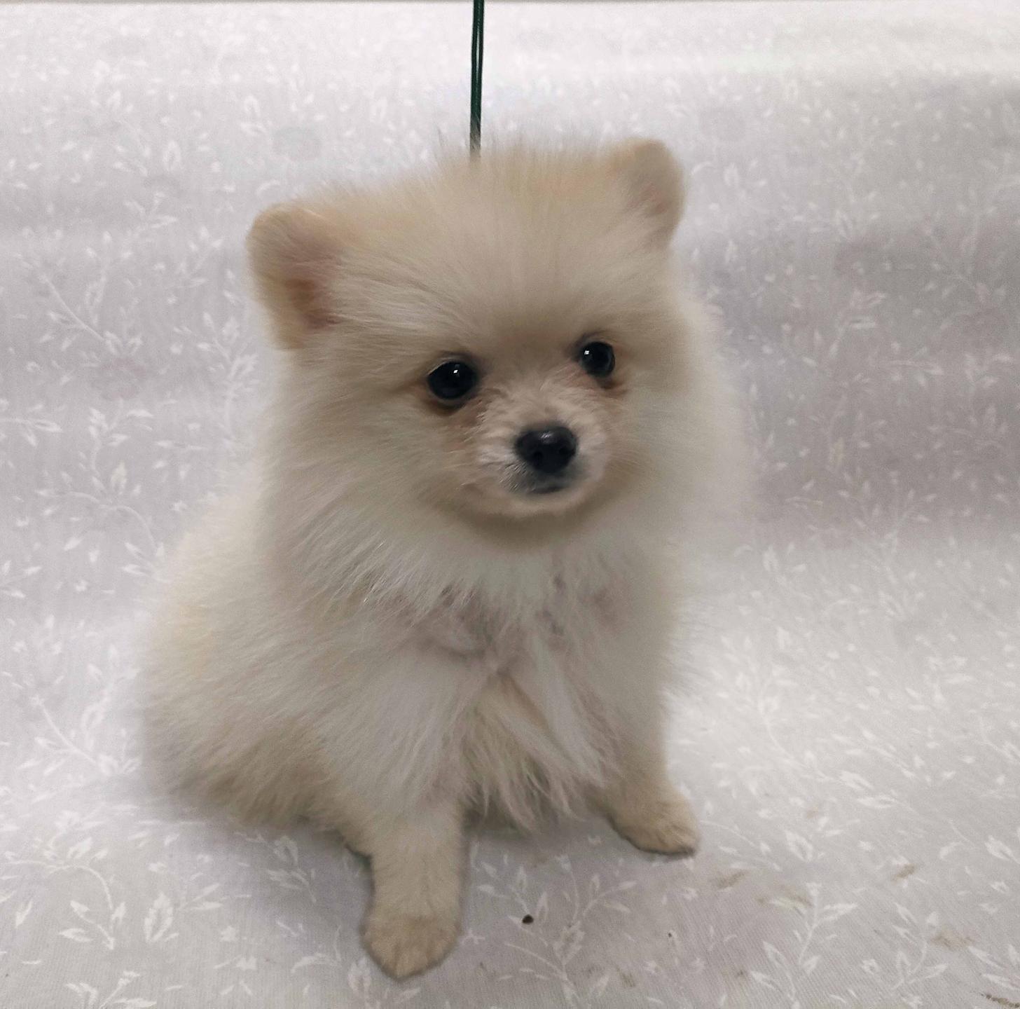 群馬県のポメラニアン (ペットハウステレサ/2025年11月21日生まれ/女の子/クリーム)の子犬の4枚目の画像
