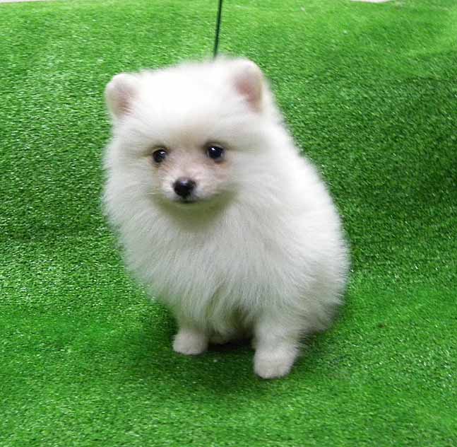 群馬県のポメラニアン (ペットハウステレサ/2025年11月21日生まれ/女の子/クリーム)の子犬の4枚目の画像
