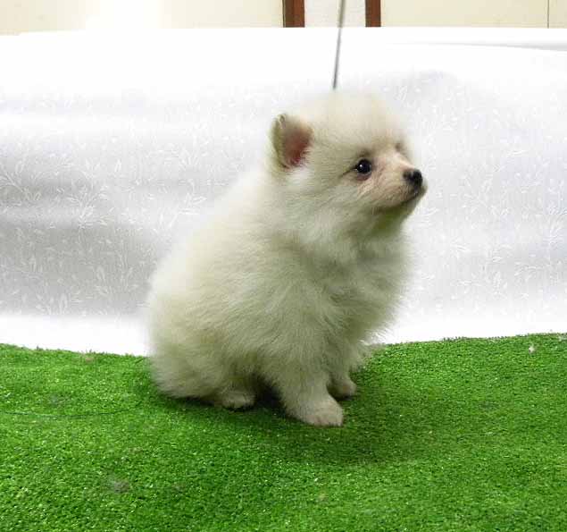 群馬県のポメラニアン (ペットハウステレサ/2025年11月21日生まれ/女の子/クリーム)の子犬の4枚目の画像