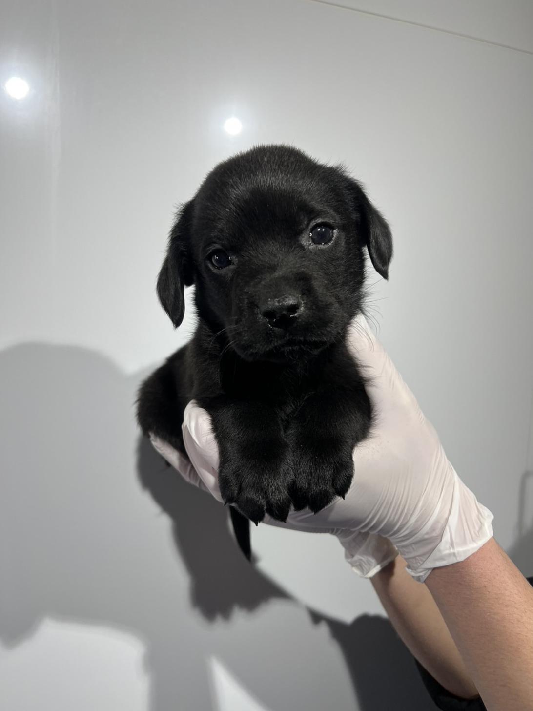 埼玉県のラブラドールレトリーバー (ペッツスマイル加須インター店/2025年12月13日生まれ/男の子/ブラック)の子犬の1枚目の画像