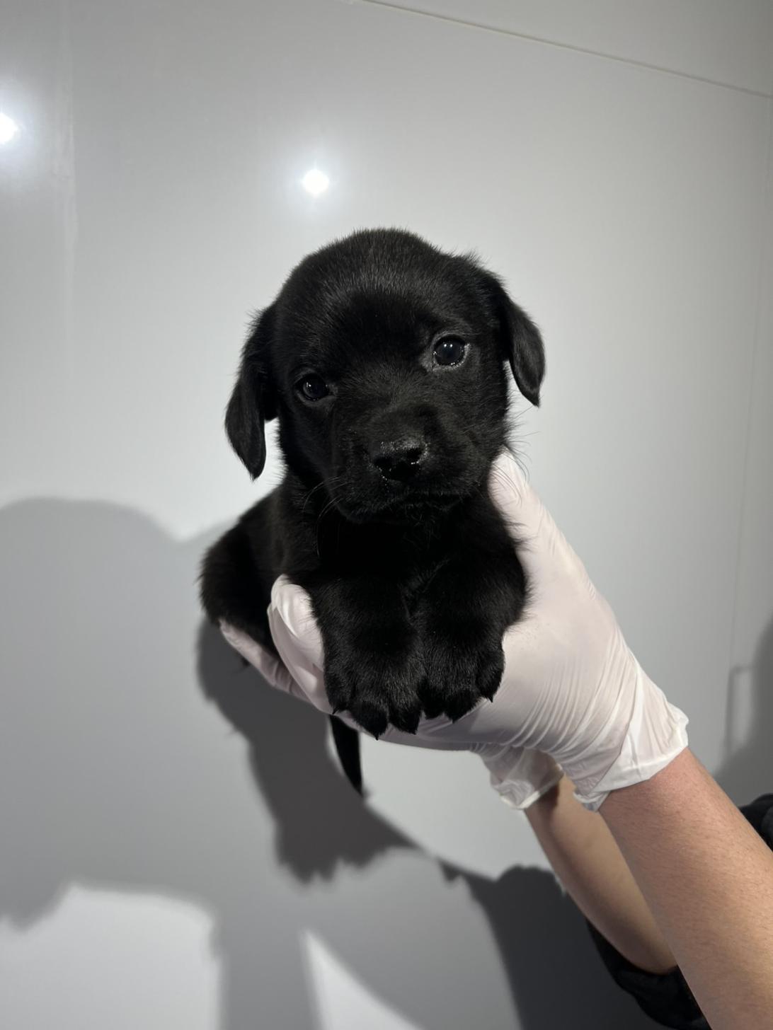 埼玉県のラブラドールレトリーバー (ペッツスマイル加須インター店/2025年12月13日生まれ/男の子/ブラック)の子犬の2枚目の画像
