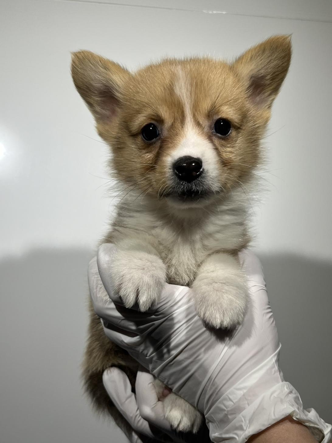 埼玉県のウェルシュコーギーペンブローク (ペッツスマイル加須インター店/2025年10月13日生まれ/男の子/レッドホワイト)の子犬の2枚目の画像