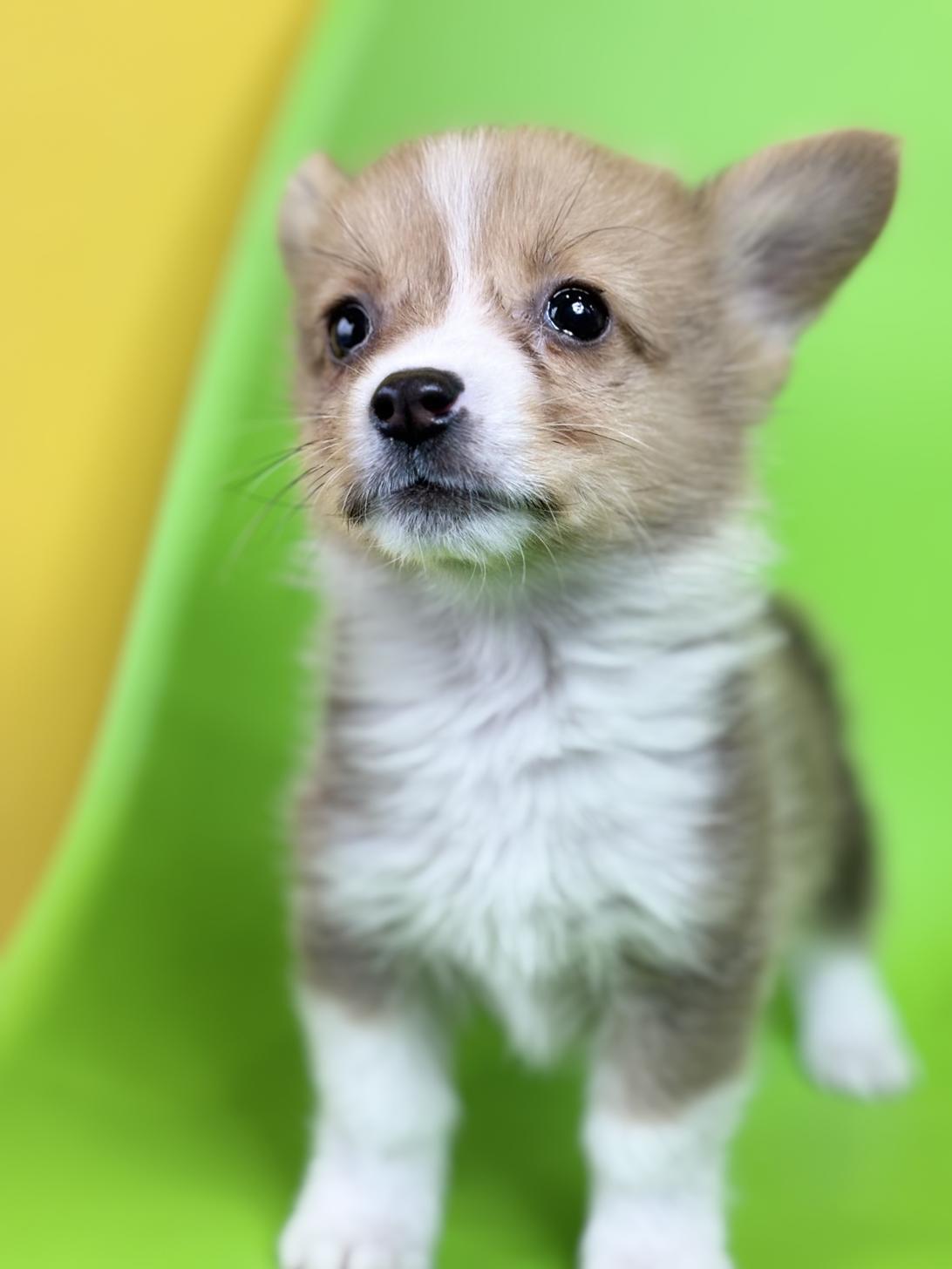 埼玉県のウェルシュコーギーペンブローク (ペッツスマイル加須インター店/2025年10月13日生まれ/男の子/レッドホワイト)の子犬の2枚目の画像