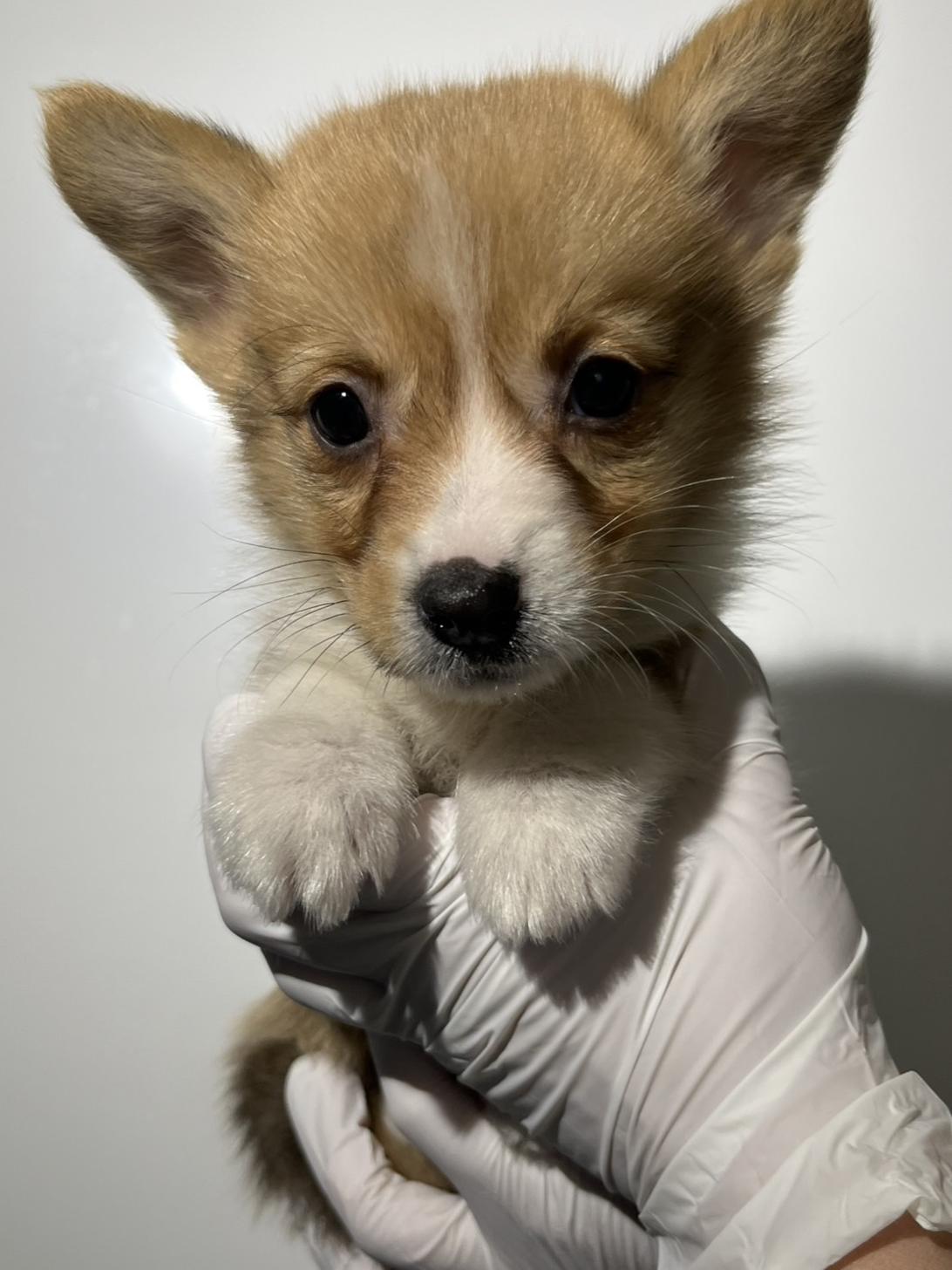 埼玉県のウェルシュコーギーペンブローク (ペッツスマイル加須インター店/2025年10月13日生まれ/男の子/レッドホワイト)の子犬の3枚目の画像