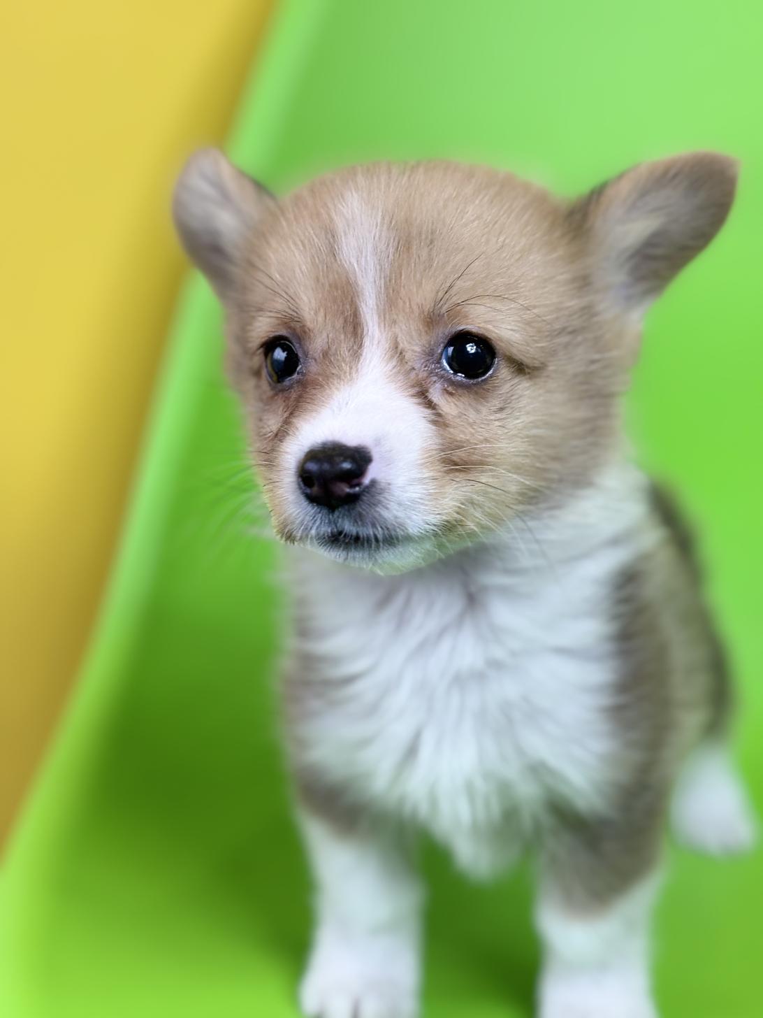 埼玉県のウェルシュコーギーペンブローク (ペッツスマイル加須インター店/2025年10月13日生まれ/男の子/レッドホワイト)の子犬の3枚目の画像