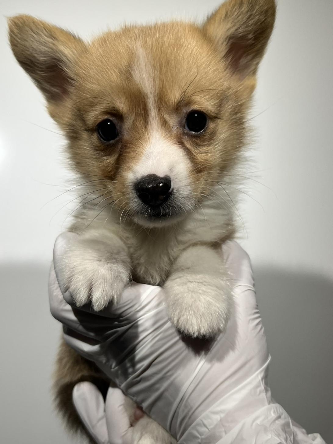 埼玉県のウェルシュコーギーペンブローク (ペッツスマイル加須インター店/2025年10月13日生まれ/男の子/レッドホワイト)の子犬の4枚目の画像