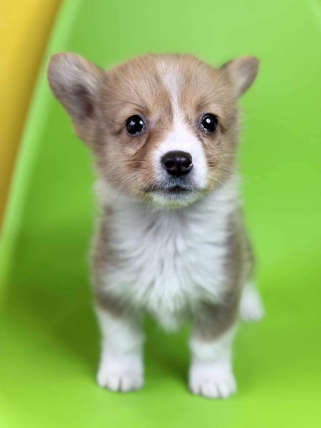 埼玉県のウェルシュコーギーペンブローク (ペッツスマイル加須インター店/2025年10月13日生まれ/男の子/レッドホワイト)の子犬の4枚目の画像