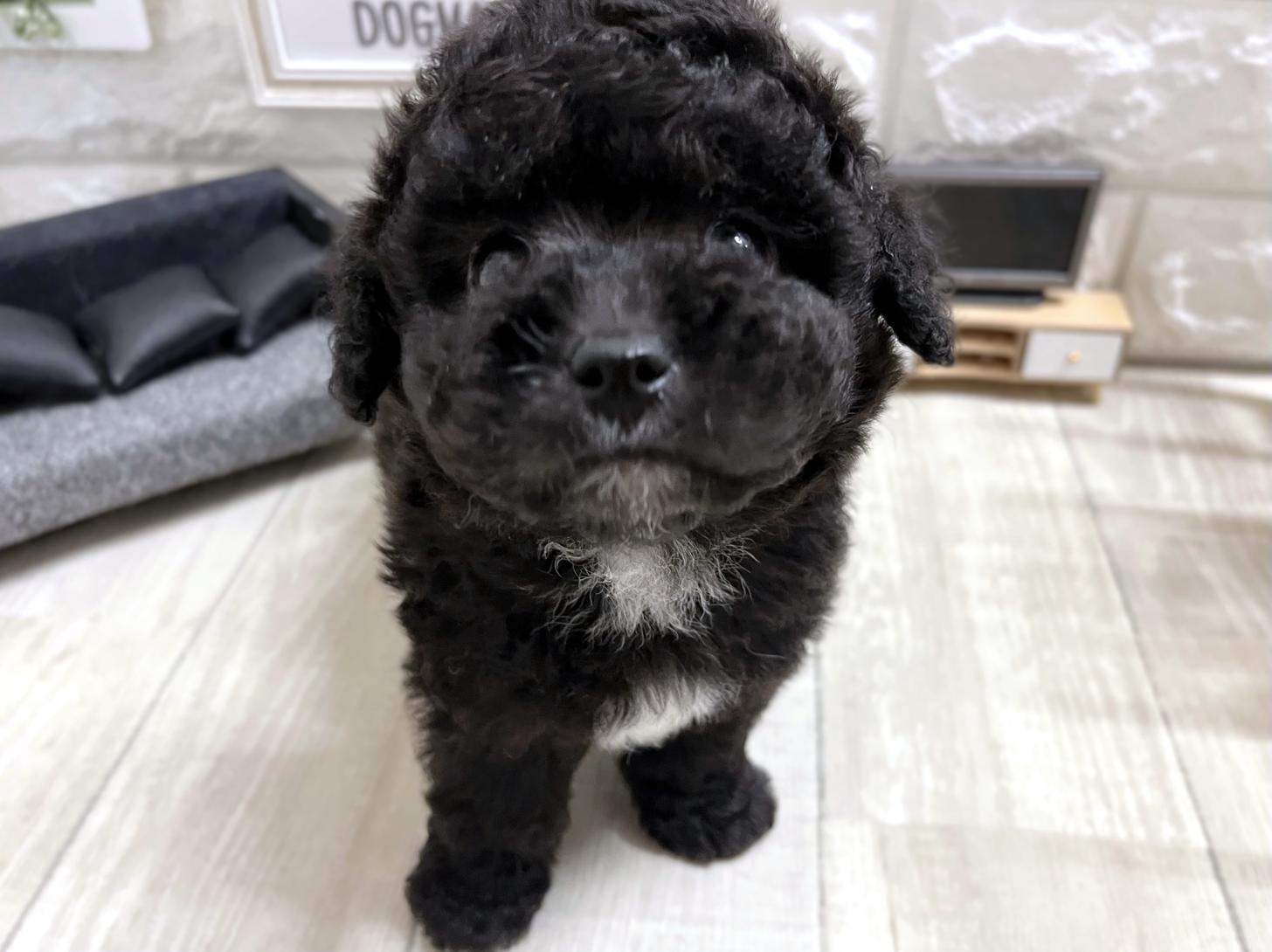 大阪府のトイプードル(タイニー) (DOGMAN平野瓜破店/2026年3月23日生まれ/男の子/グレー)の子犬の1枚目の画像