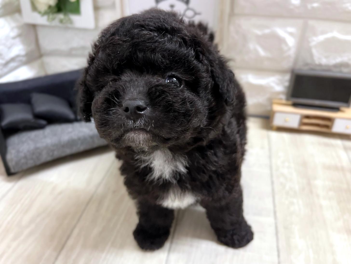 大阪府のトイプードル(タイニー) (DOGMAN平野瓜破店/2026年3月23日生まれ/男の子/グレー)の子犬の2枚目の画像
