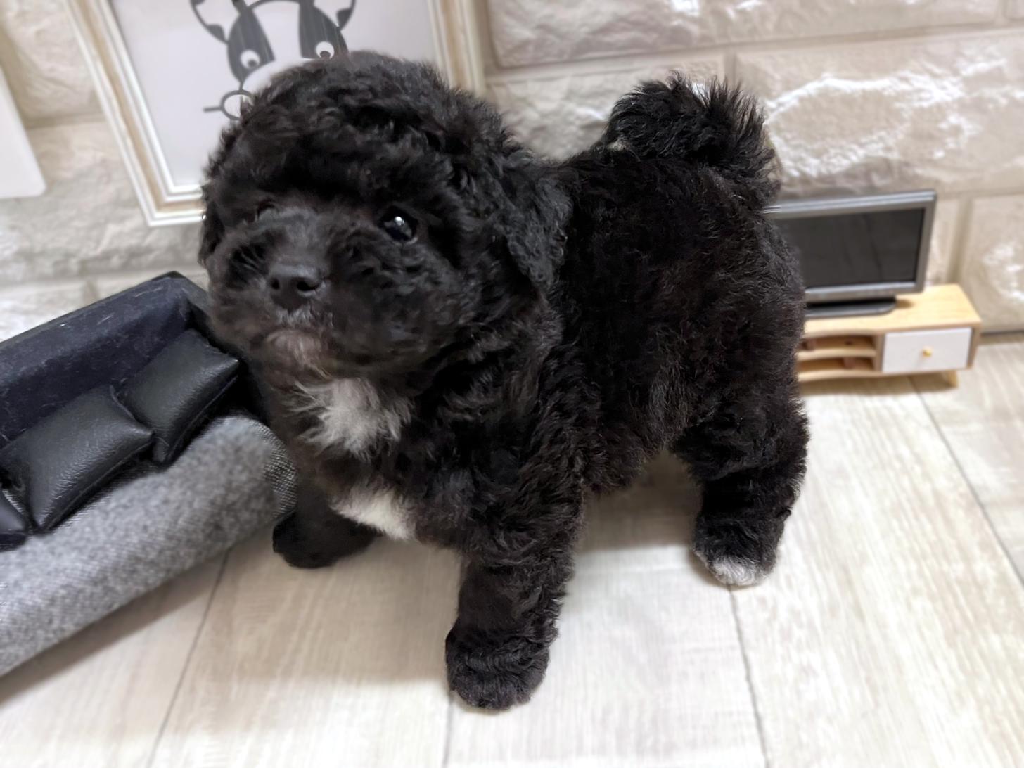 大阪府のトイプードル(タイニー) (DOGMAN平野瓜破店/2026年3月23日生まれ/男の子/グレー)の子犬の3枚目の画像