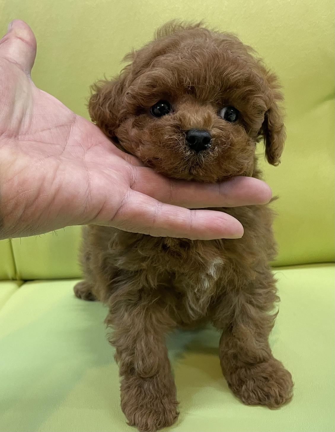 神奈川県のタイニープードル (Puppyカフェ/2024年12月14日生まれ/男の子/レッド)の子犬