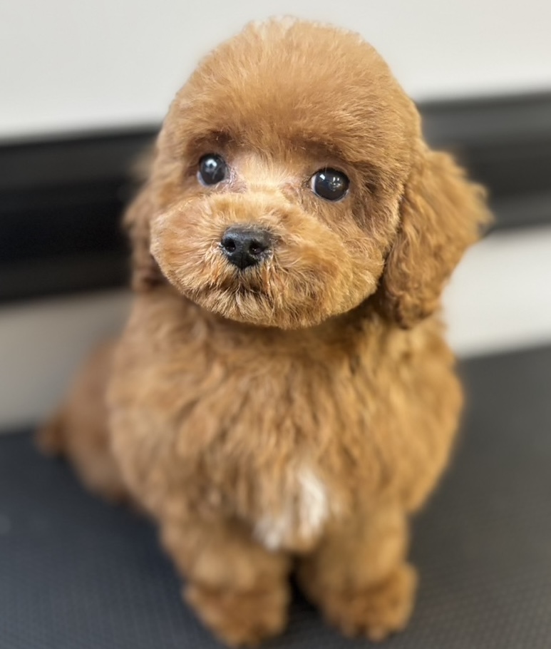 神奈川県のタイニープードル (Puppyカフェ/2024年12月14日生まれ/男の子/レッド)の子犬