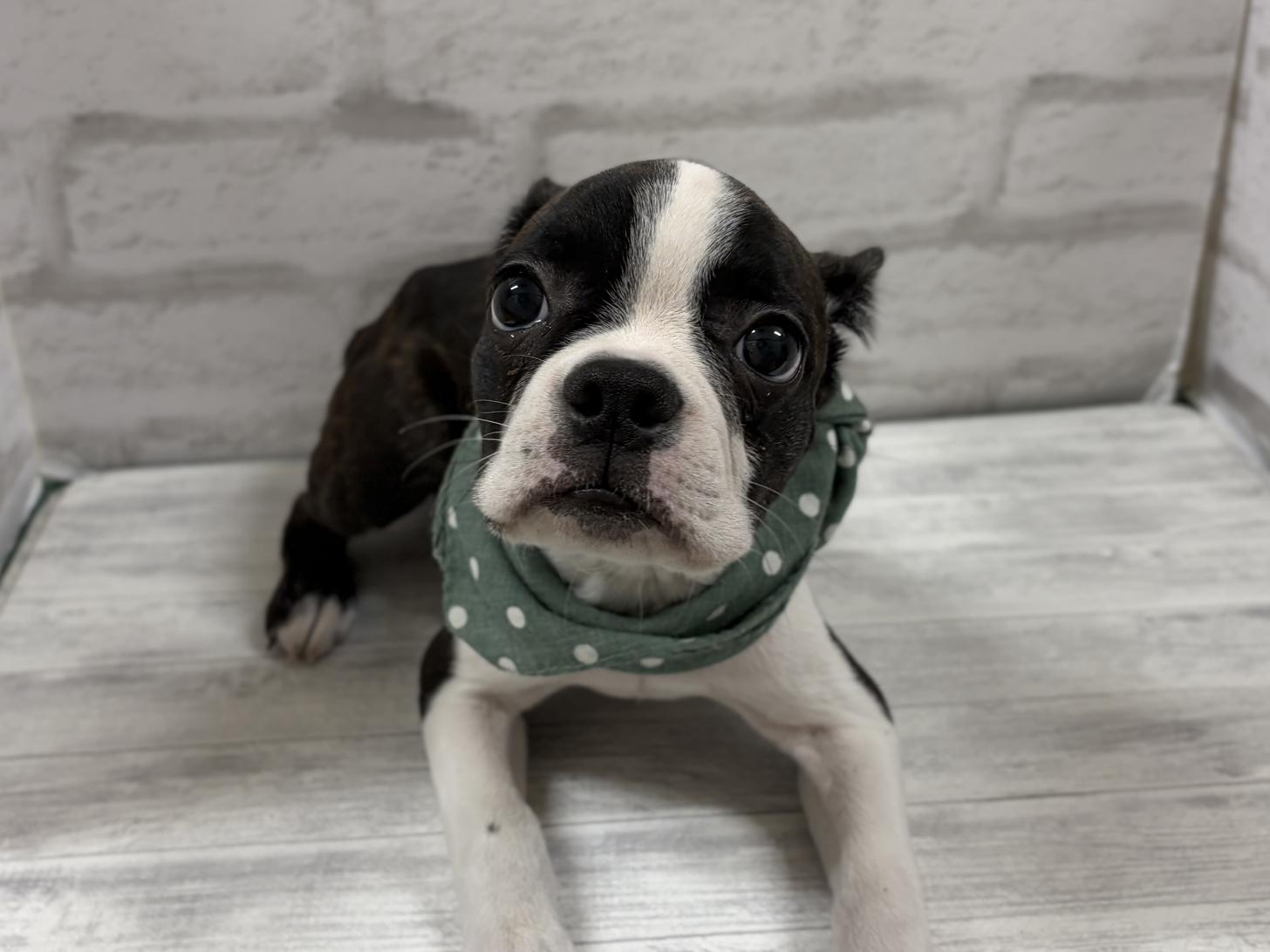 神奈川県のボストンテリア (ペットアイランド海老名店/2025年8月31日生まれ/男の子/ボストンカラー)の子犬の1枚目の画像