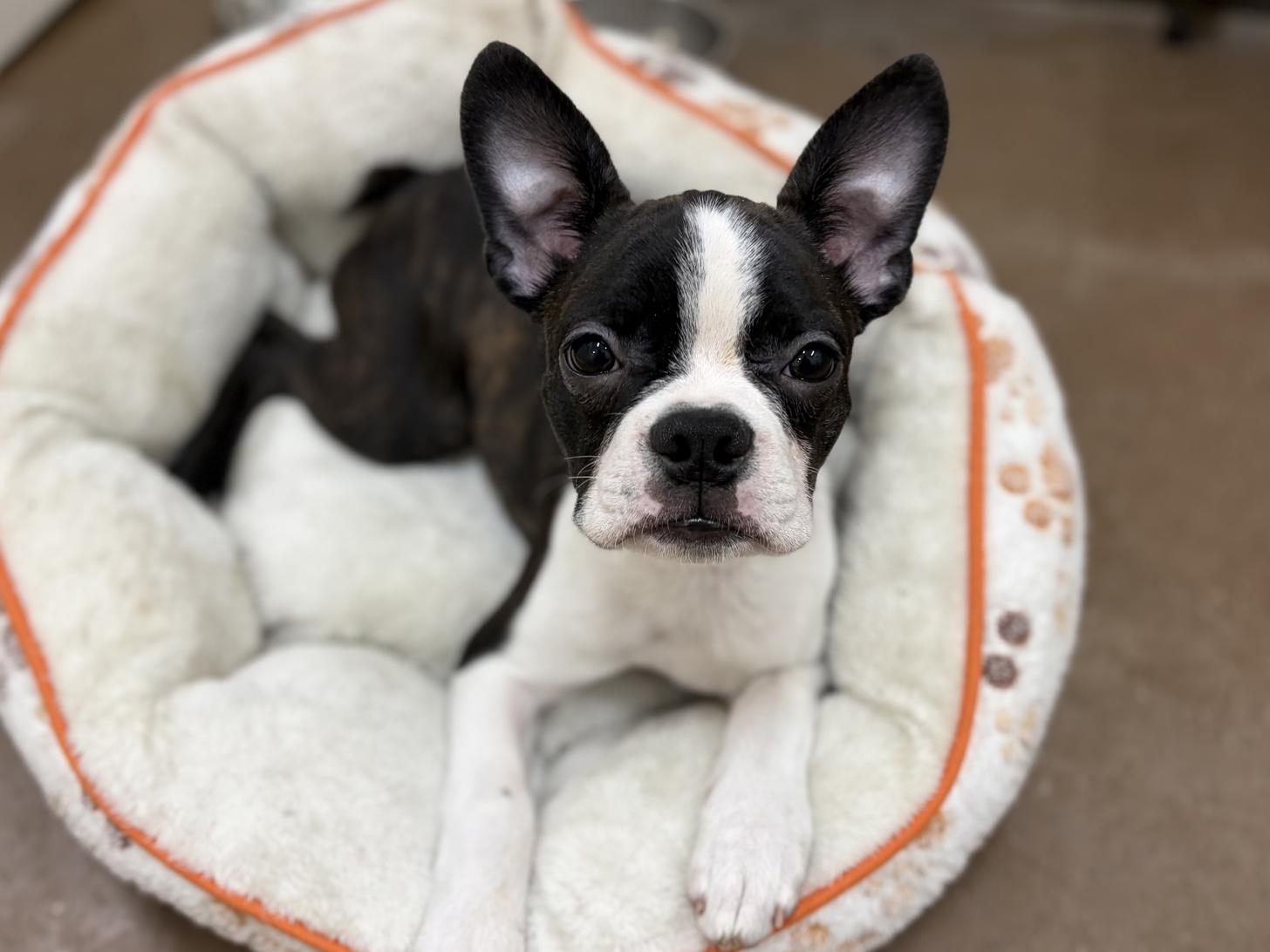 神奈川県のボストンテリア (ペットアイランド海老名店/2025年8月31日生まれ/男の子/ボストンカラー)の子犬の2枚目の画像