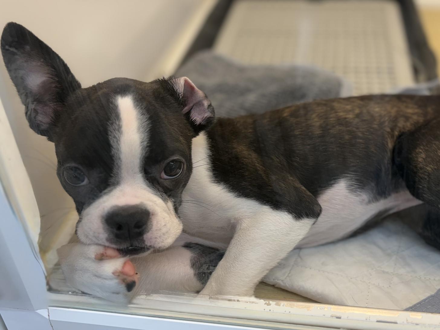 神奈川県のボストンテリア (ペットアイランド海老名店/2025年8月31日生まれ/男の子/ボストンカラー)の子犬の3枚目の画像