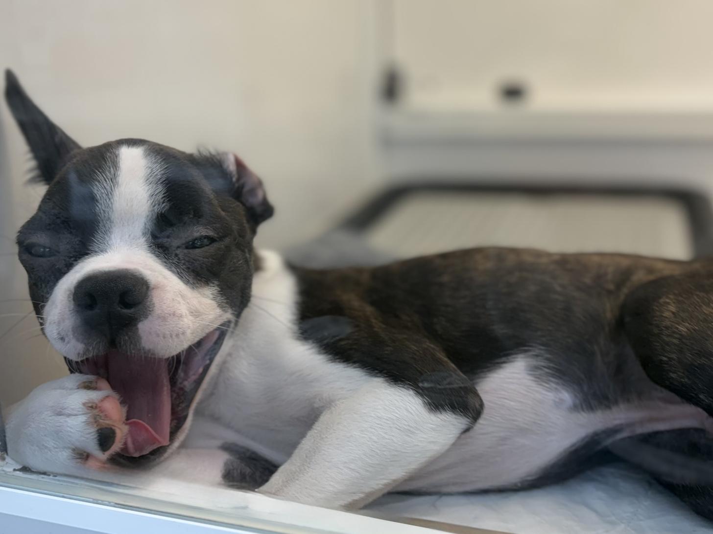 神奈川県のボストンテリア (ペットアイランド海老名店/2025年8月31日生まれ/男の子/ボストンカラー)の子犬の4枚目の画像