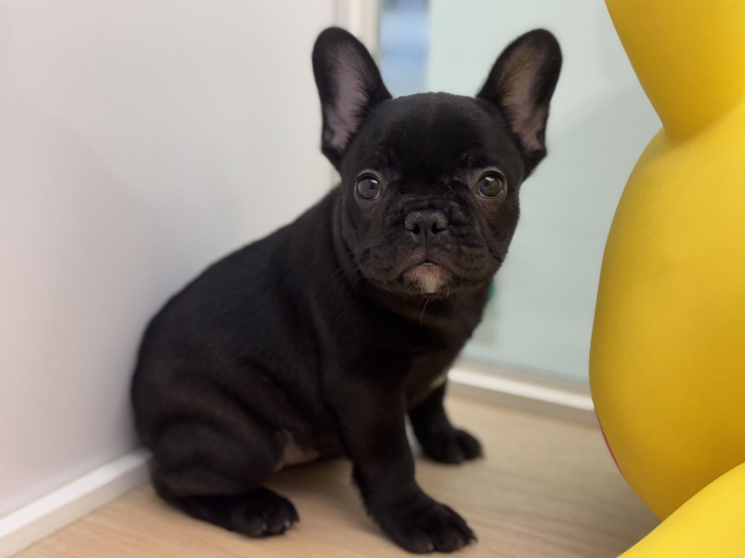 神奈川県のフレンチブルドッグ (Doggy Style 小田原店/2026年2月1日生まれ/女の子/ブリンドル)の子犬の1枚目の画像